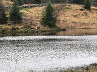 Aberfoyle to Loch Venachar. A heron getting ready for fishing