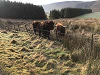 Helensburgh - Glen Fruin. Friendly cows are always worth a wee hello