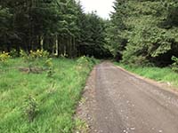 Glen Sherup loop. Larger forest path