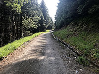 Glen Loin Loop. Lots of trees