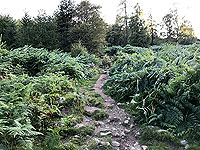 Scolty hill and more. Path is quite narrow in parts but good quality