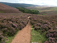 Clachnaben loop. Looking back down the hill through the heather