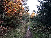 Aboyne games hill run. Out onto Craigendinnie