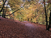 Craig Hill loop. The trees are stunning in Autumn
