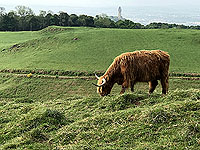 Sheriffmuir loop. Wallace monument with cow
