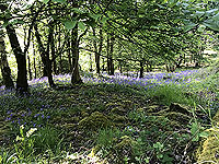 Sheriffmuir loop. The bluebells are out