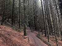Run Ben Bouie loop. : Inside the spooky woods