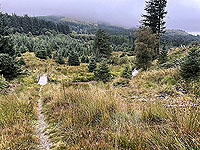 Gallus Running : 586_sm_053.jpg