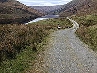 A sheep comes to watch on the Glen Finglas loop