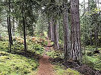 Giant trees on the Plodda falls loop